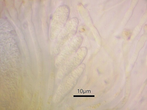 Gyalecta truncigena, 2022-11-11