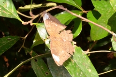 Tanaecia julii