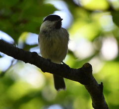 Poecile palustris