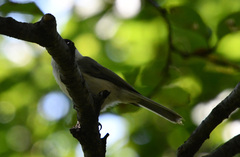 Poecile palustris