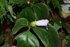 Hemiboea gracilis