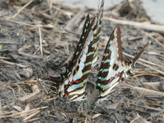 Graphium policenes