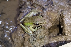 Chalcorana chalconota