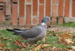 Columba palumbus