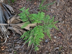 Pteridium aquilinum pseudocaudatum