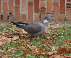 Columba palumbus