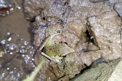 Chalcorana chalconota