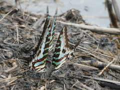 Graphium policenes