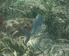 Nemadactylus douglasii