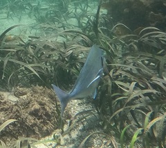 Nemadactylus douglasii