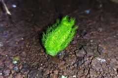 Limacodidae