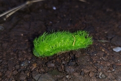 Limacodidae