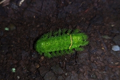Limacodidae
