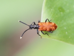 Lemodes atricollis