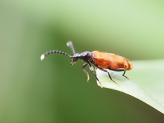 Lemodes atricollis