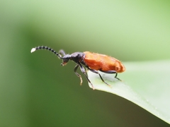 Lemodes atricollis