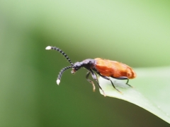 Lemodes atricollis