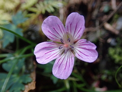 Geranium hayatanum