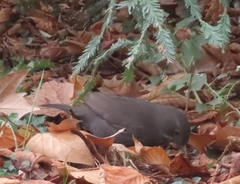 Turdus merula