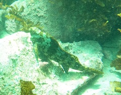 Centrarchiformes