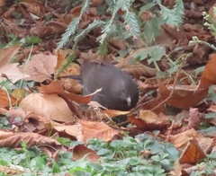 Turdus merula