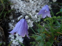 Adenophora morrisonensis