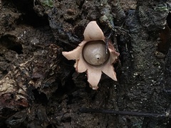Geastrum pectinatum