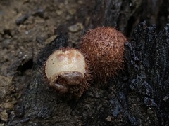 Geastrum pectinatum