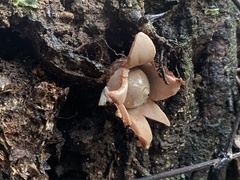 Geastrum pectinatum