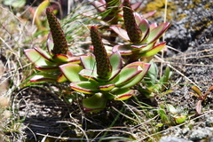 Orostachys maximowiczii