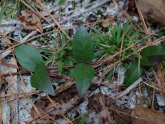 Gelsemium sempervirens