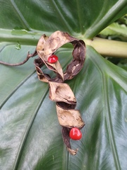 Adenanthera pavonina