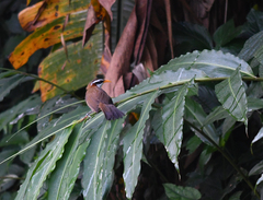 Pomatorhinus schisticeps