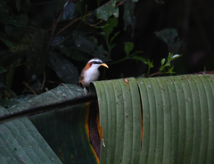Pomatorhinus schisticeps