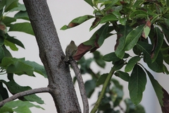 Phylloscopus collybita