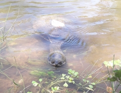 Hydromedusa tectifera