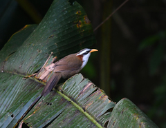 Pomatorhinus schisticeps
