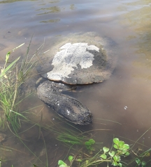 Hydromedusa tectifera