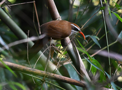 Pomatorhinus ochraceiceps