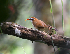 Pomatorhinus ochraceiceps