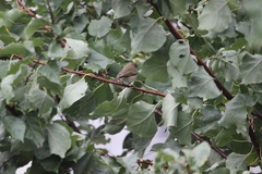Phylloscopus collybita