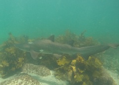 Carcharias taurus