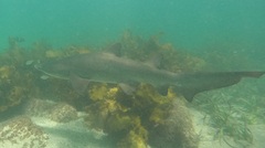 Carcharias taurus