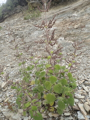 Urtica taiwaniana