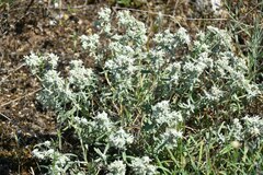 Teucrium capitatum