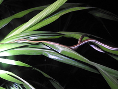 Dendrelaphis pictus