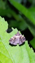 Bertula abjudicalis