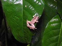 Microhyla achatina