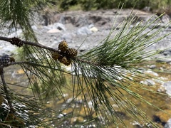 Casuarina cunninghamiana