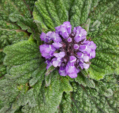 Phlomoides rotata